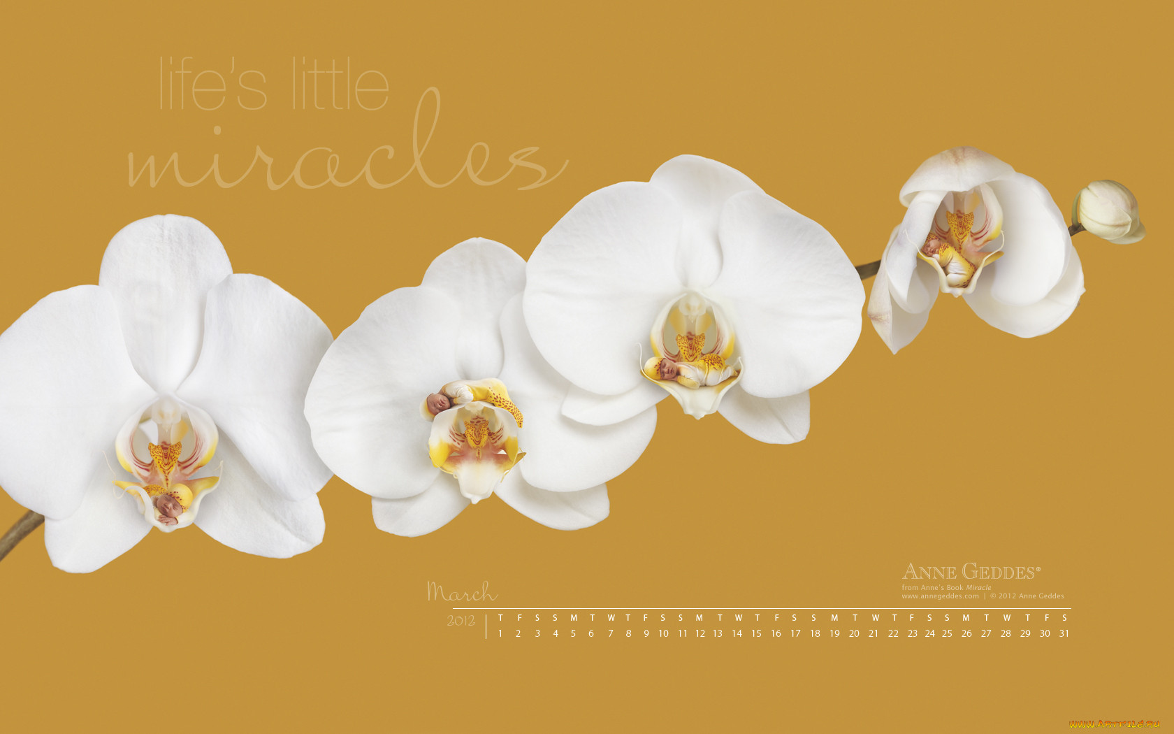 , , anne, geddes, , 